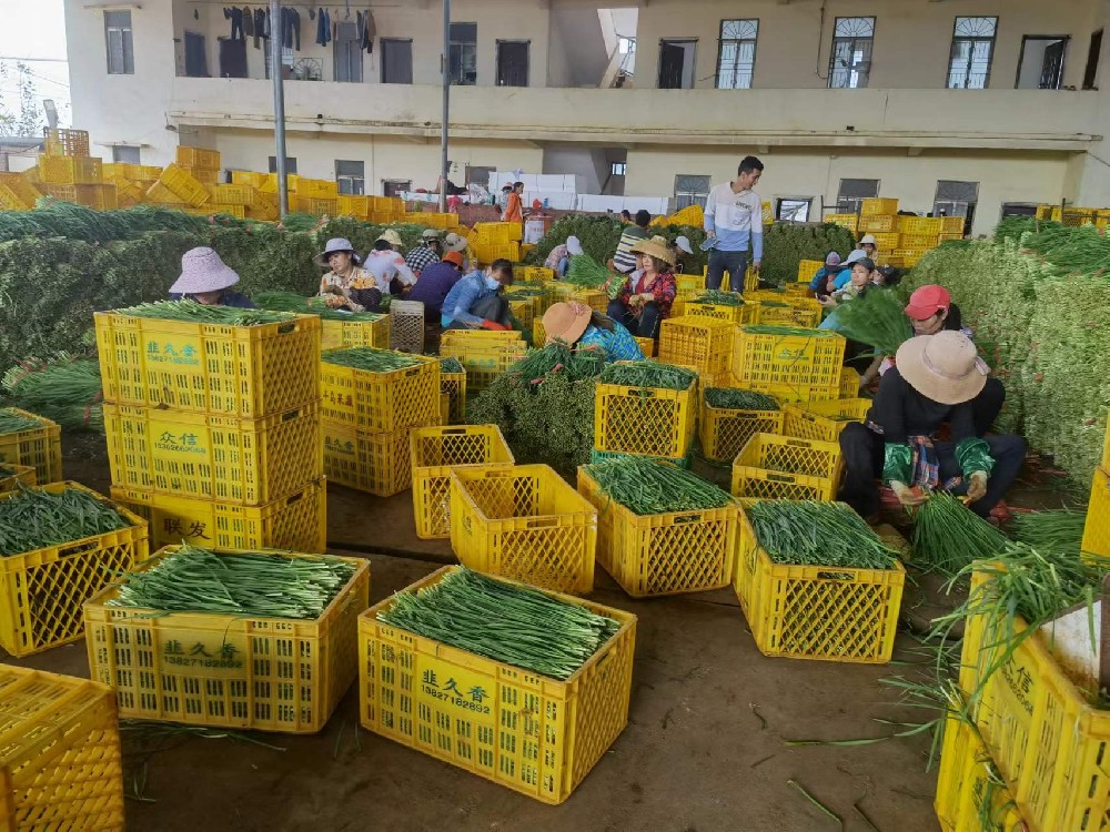 國內(nèi)最大韭菜基地，當?shù)厥卟撕献魃?、農(nóng)業(yè)公司大范圍使用深圳科美斯真空預(yù)冷機，抽過真空后的韭菜保鮮期長，品質(zhì)好！