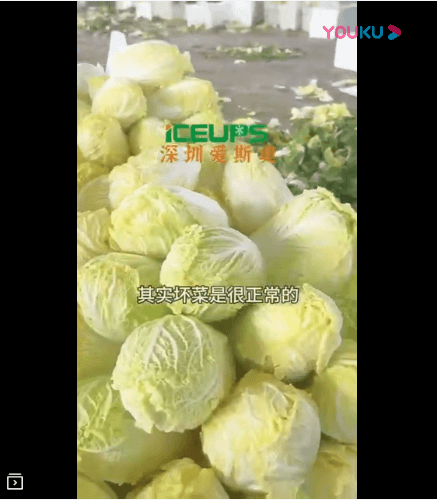娃娃菜需要快速降溫，帶走熱量和水份后不會壞菜