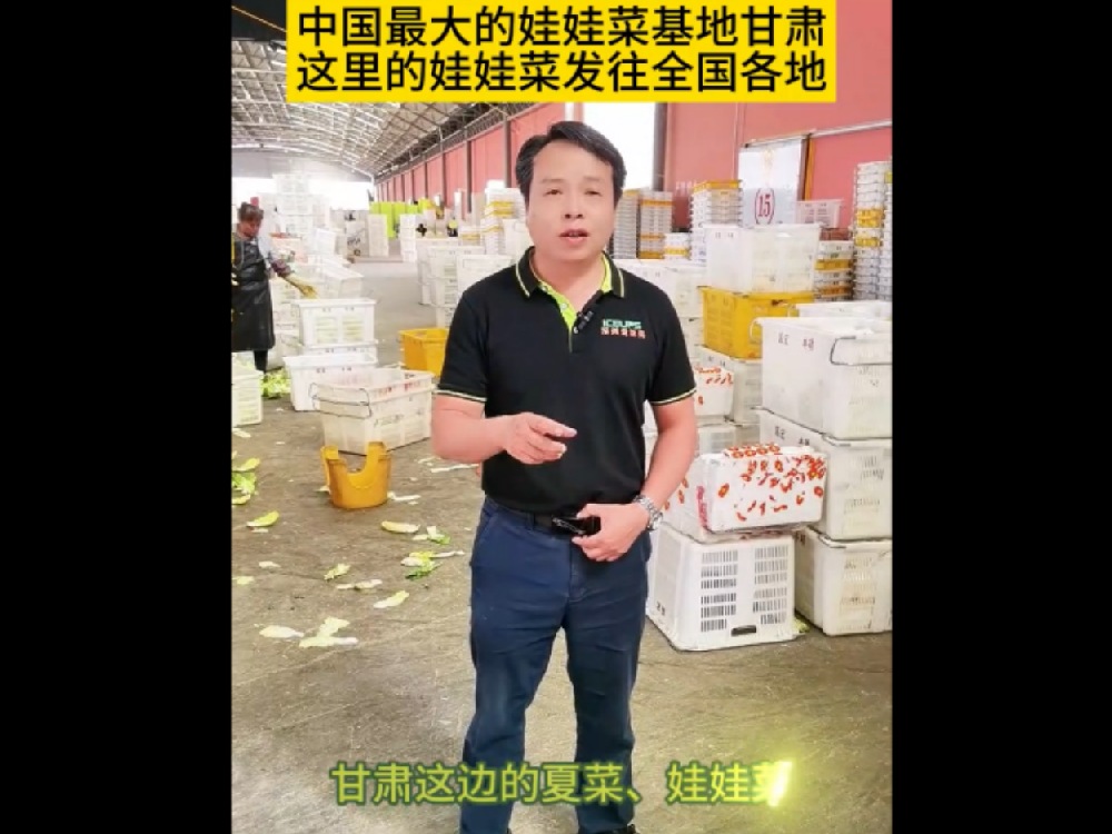 中國最大的娃娃基地甘肅，那里的娃娃菜發(fā)往全國各地
