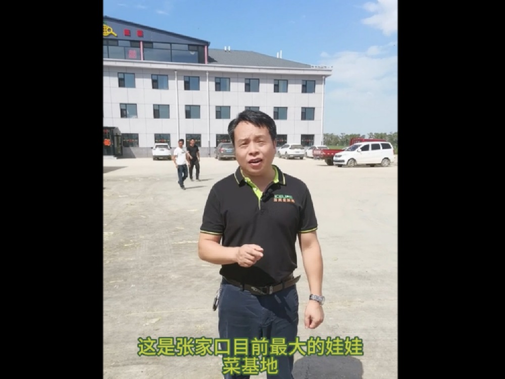 這里是河北省張家口最大的娃娃菜基地，這里的娃娃菜保質(zhì)保量供應首都城市經(jīng)濟圈