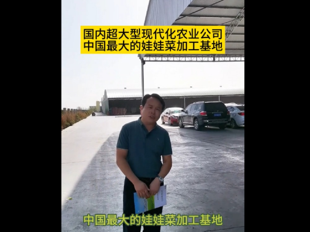 目前為止，國內(nèi)最大的娃娃菜種植加工基地在甘肅武威，這里的娃娃菜發(fā)往全國各地